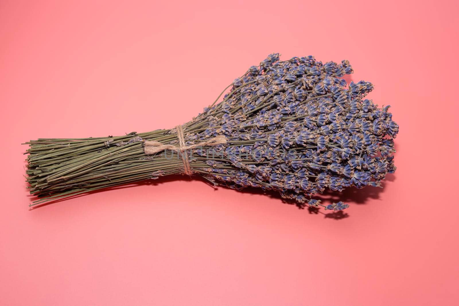 a bouquet of lavender flowers on a pink background. High quality photo