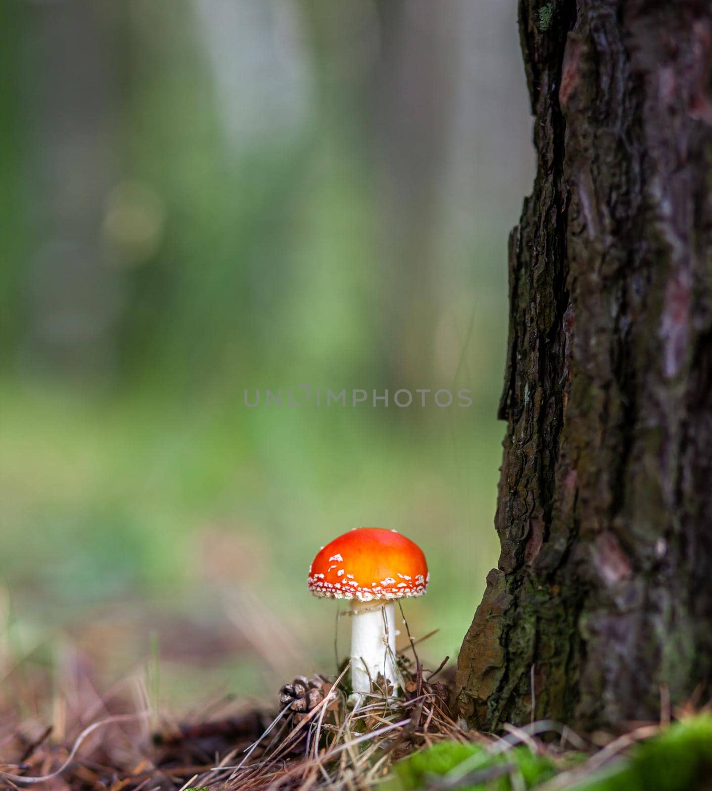 An inedible mushroom is a red fly agaric near a tree close-up.  by AnatoliiFoto
