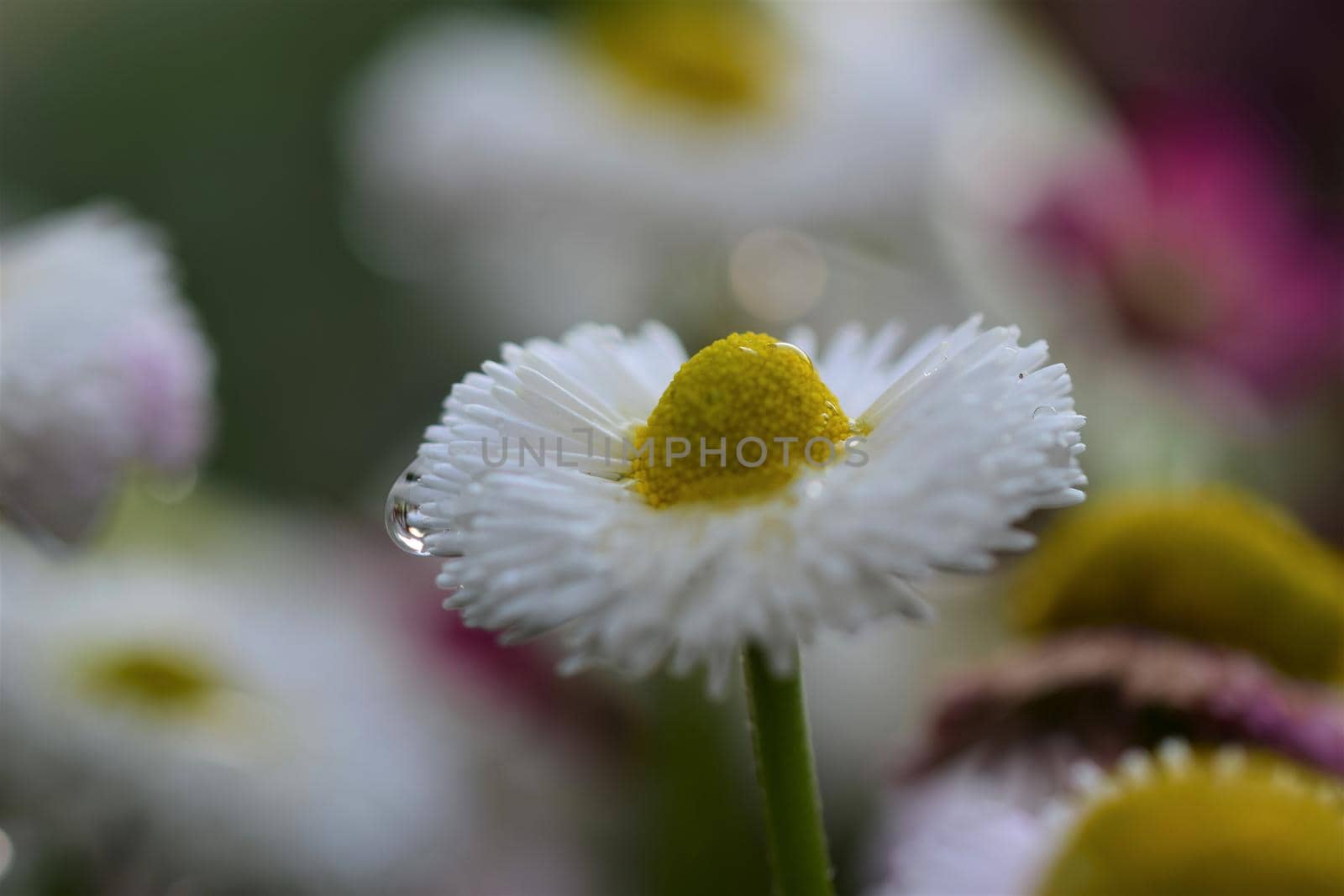White Bellis Perennis after rain as a close up by Luise123