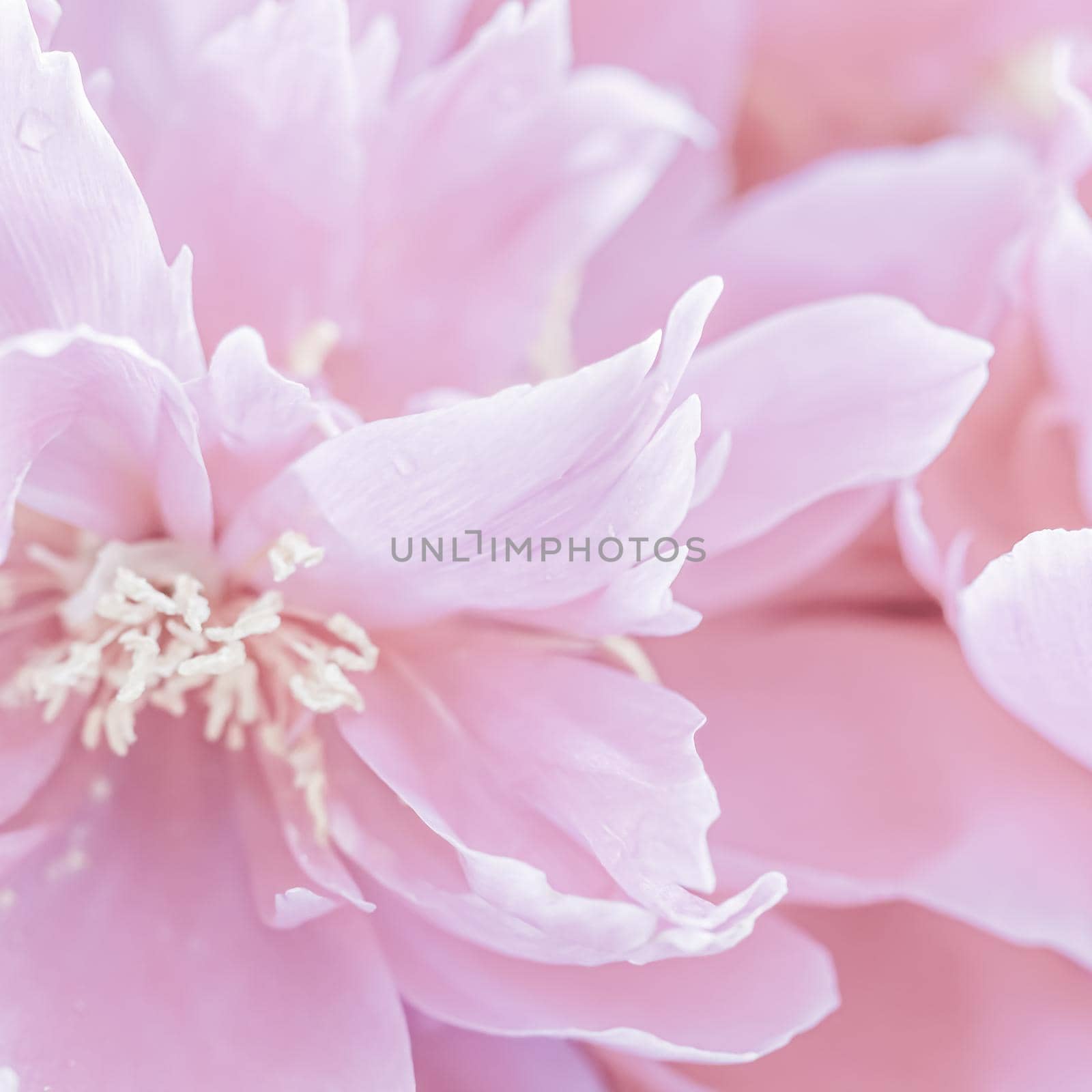 Botanical concept, invitation card - Soft focus, abstract floral background, pale pink peony flower petals. Macro flowers backdrop for holiday brand design