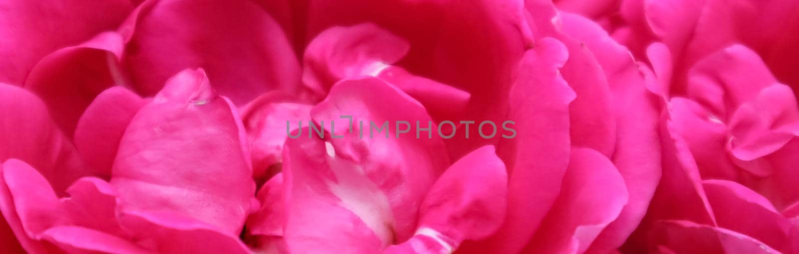 Botanical concept, wedding invitation card - Soft focus, abstract floral background, pink rose flower. Macro flowers backdrop for holiday brand design