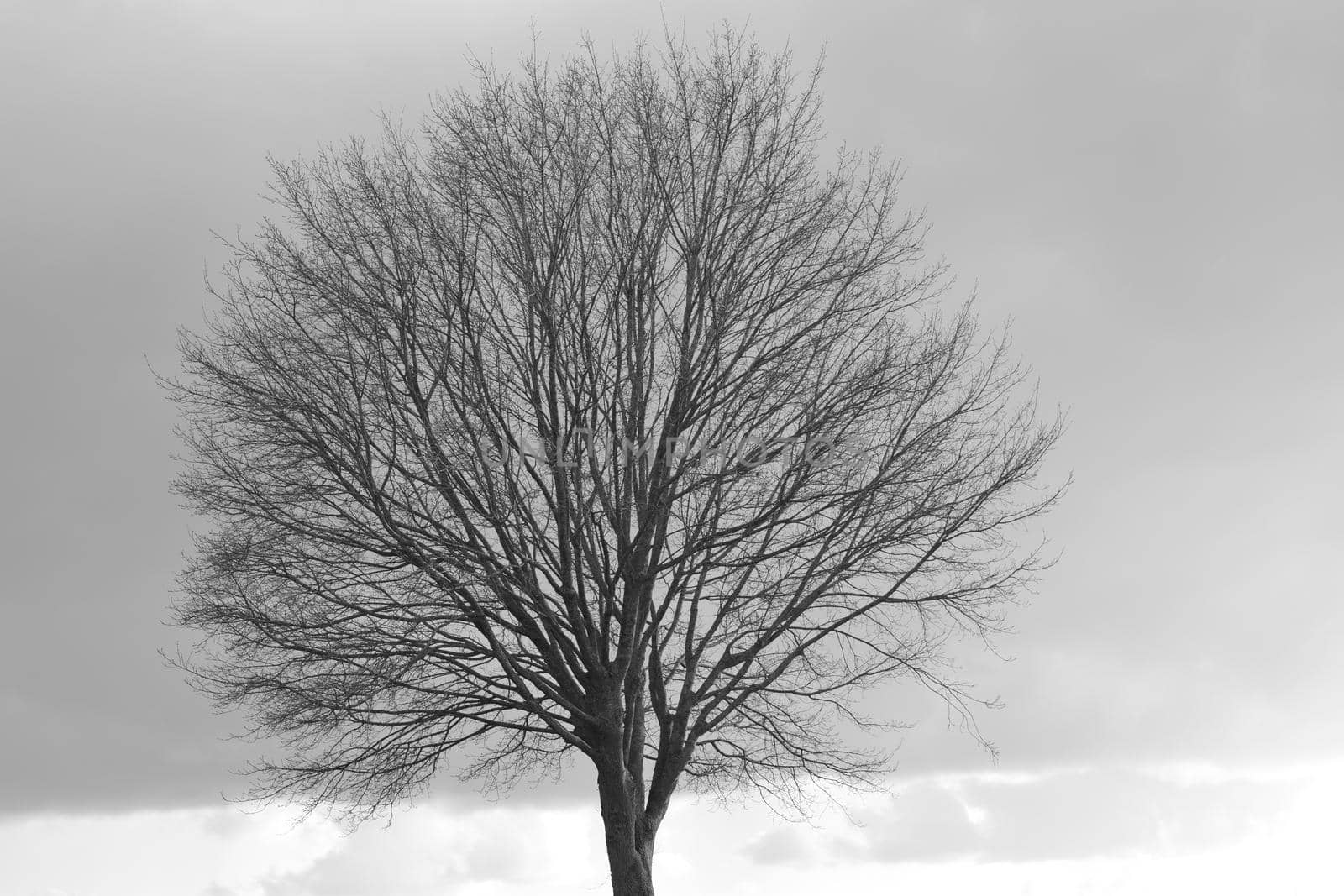 Treetop without leaves against a grey sky by Luise123