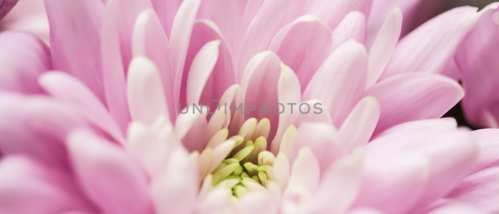 Retro art, vintage card and botanical concept - Abstract floral background, pink chrysanthemum flower. Macro flowers backdrop for holiday brand design