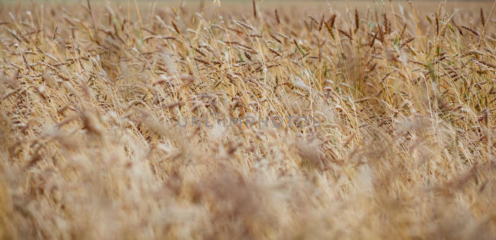 Ears of wheat or rye growing in the field at sunset. A field of rye during the harvest period in an agricultural field.