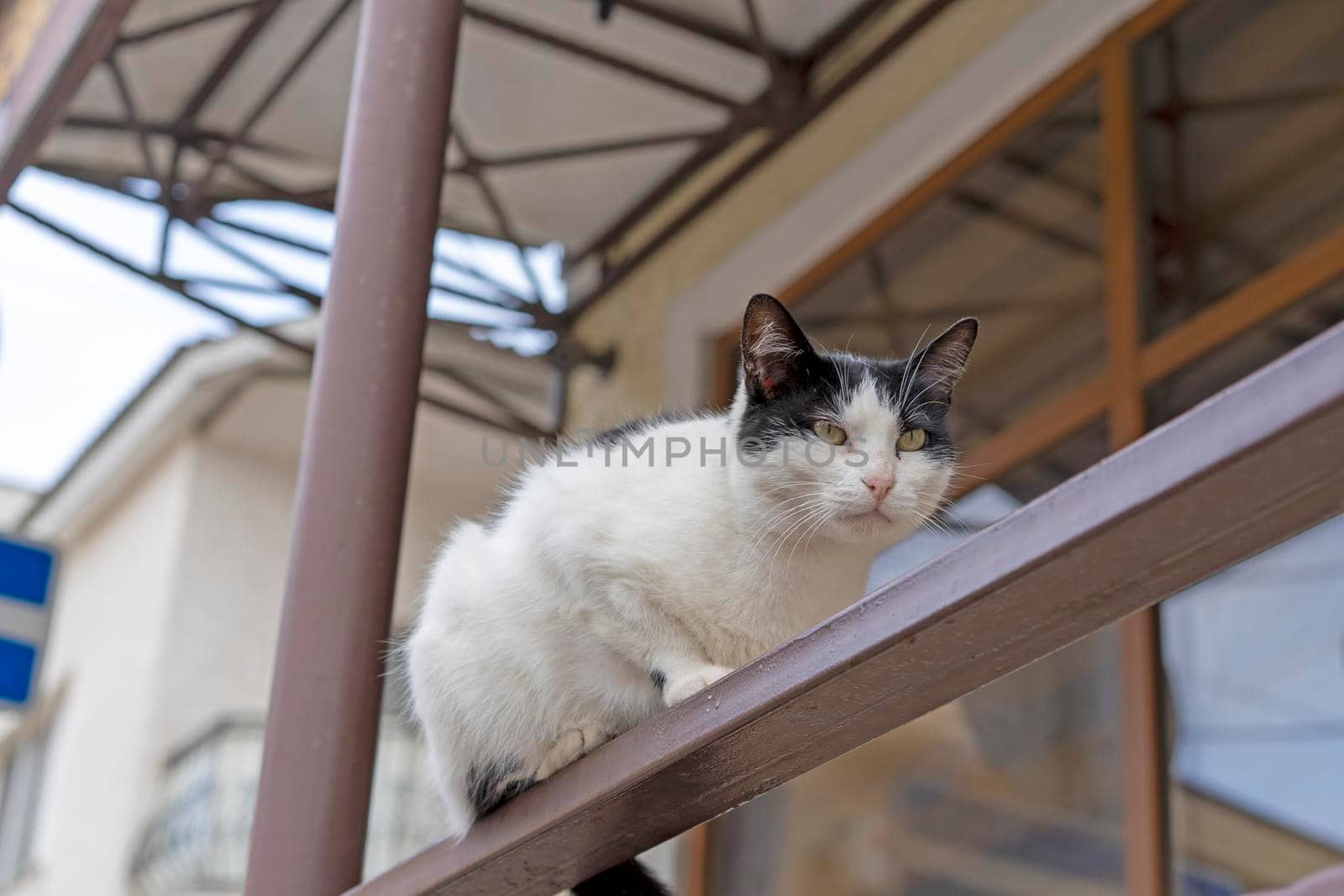 Portrait of a black and white cat on the railing of the house