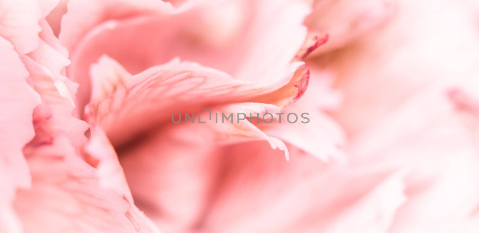 Abstract floral background, pink carnation flower petals. Macro flowers backdrop for holiday brand design by Olayola