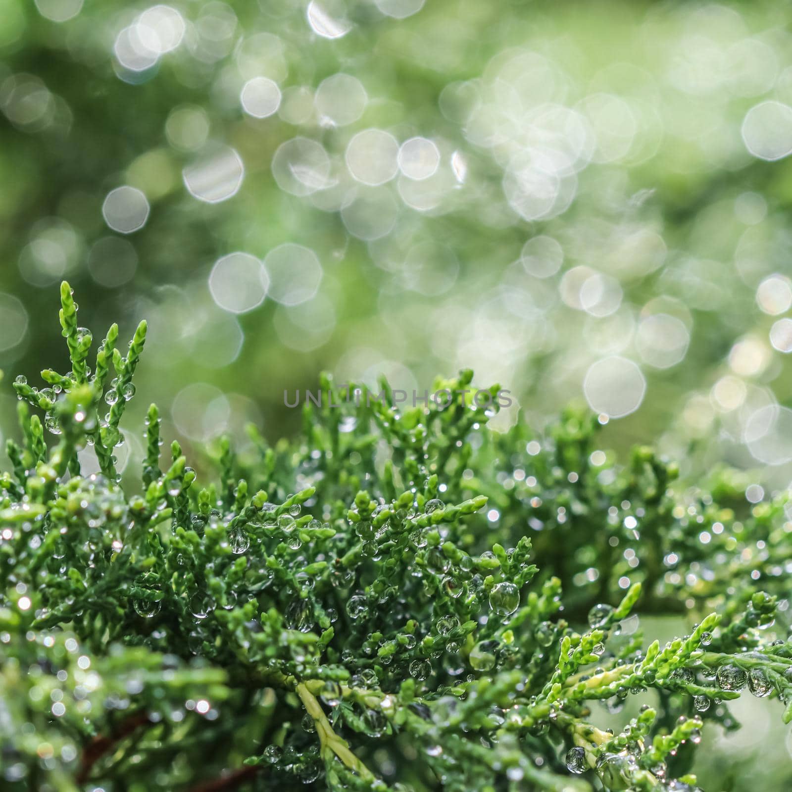 Texture, background, pattern of green branches of decorative coniferous evergreen juniper with rain drops. Bokeh with light reflection. Natural backdrop
