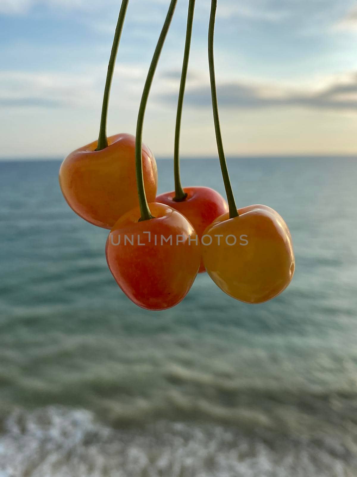 yellow cherry fruits on the background of the seascape