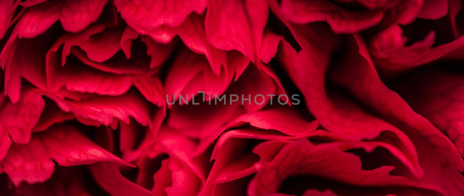 Abstract floral background, red petals of carnation flowers. Close-up flowers background for festive brand design. 