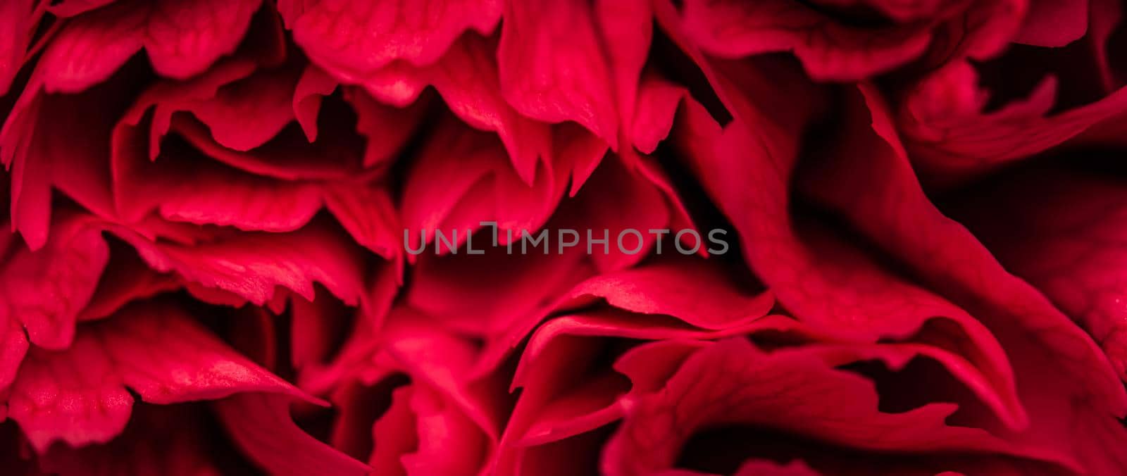 Abstract floral background, red petals of carnation flowers. Close-up flowers background for festive brand design.