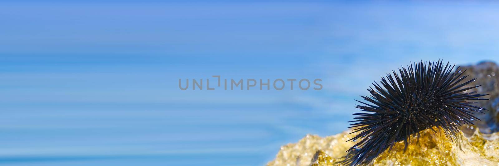 close-up sea urchin on rock with blue sea in background by PhotoTime