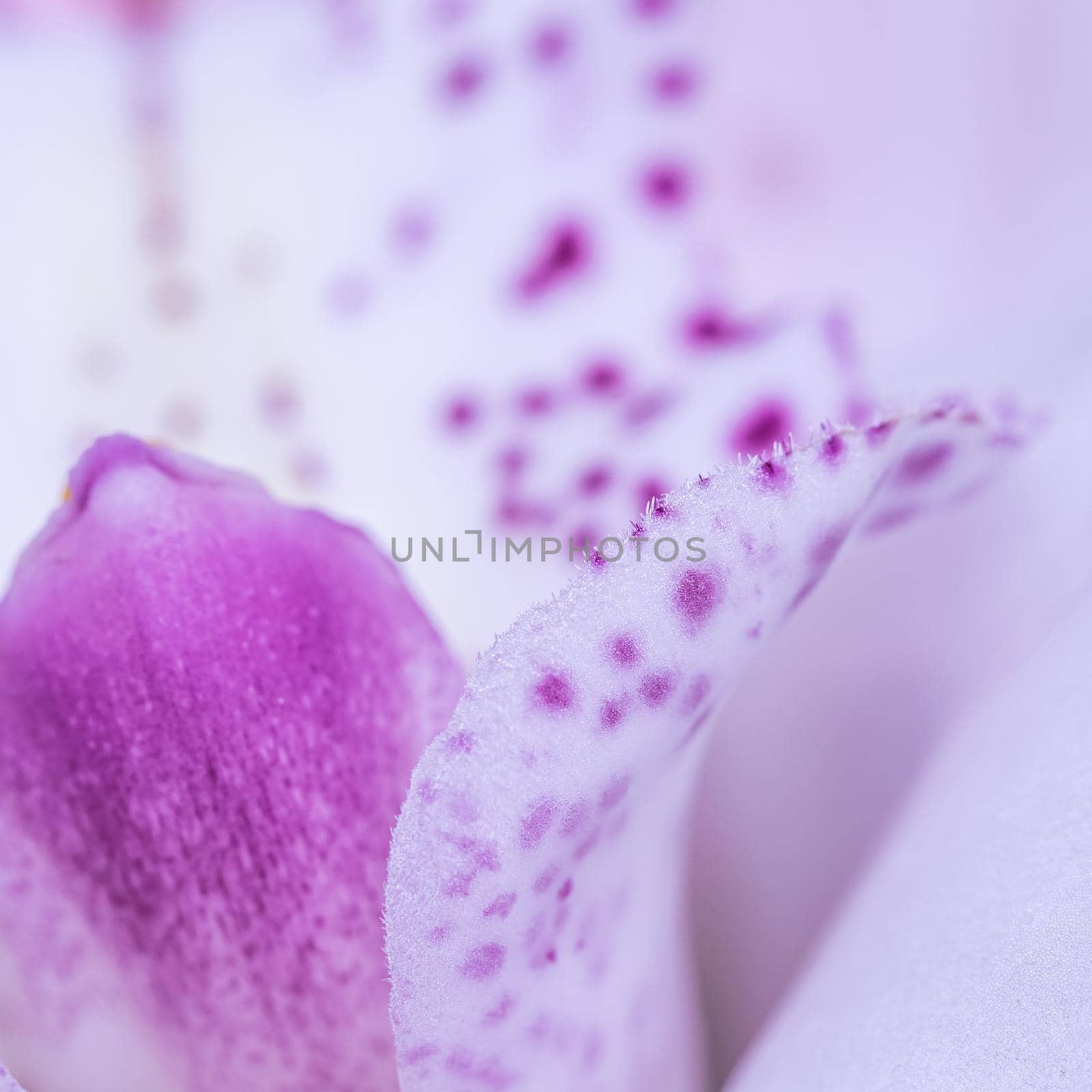 White and violet orchid phalaenopsis flower fragment. Macro floral background.