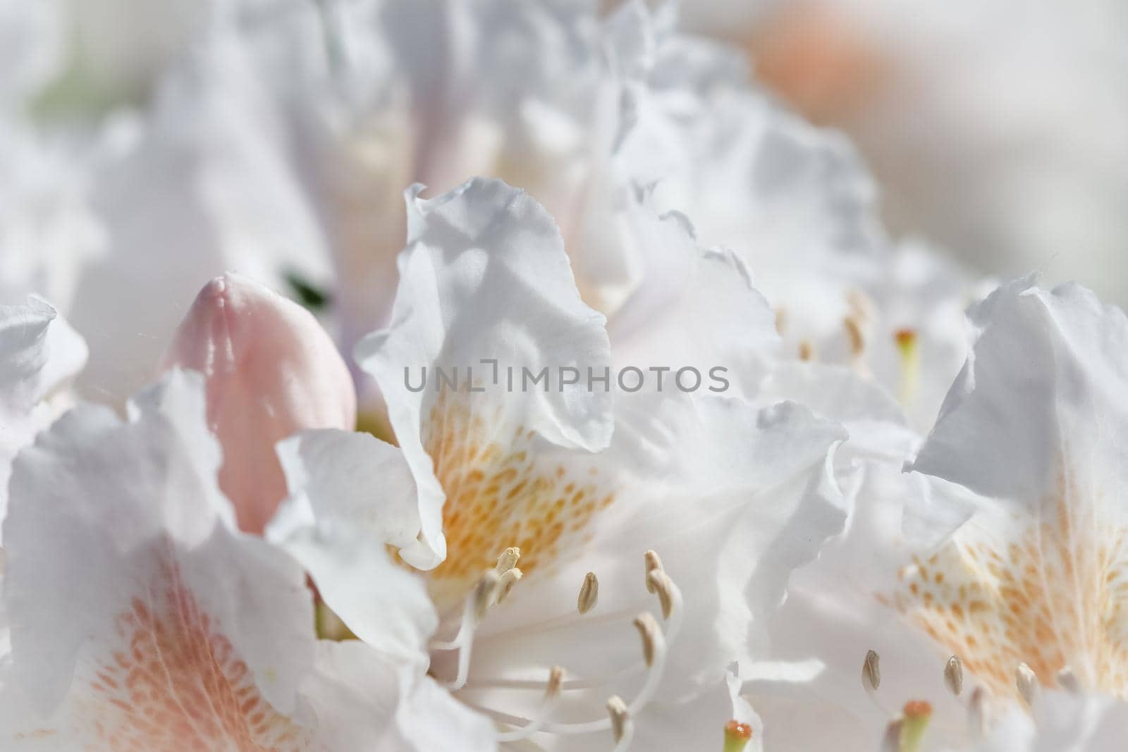 Soft focus, abstract floral background, white Rhododendron flower petals. Macro flowers backdrop for holiday brand design by Olayola