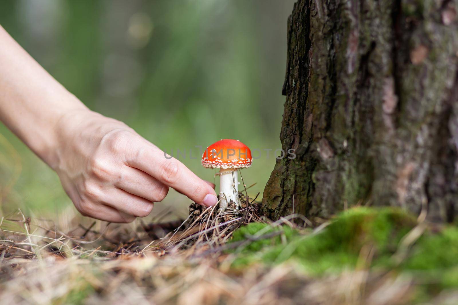 A woman reaches out with her hand to pick a mushroom fly agaric. An inedible mushroom is a red fly agaric near a tree. Forest poisonous mushroom red fly agaric. Beautiful a red mushroom close-up.