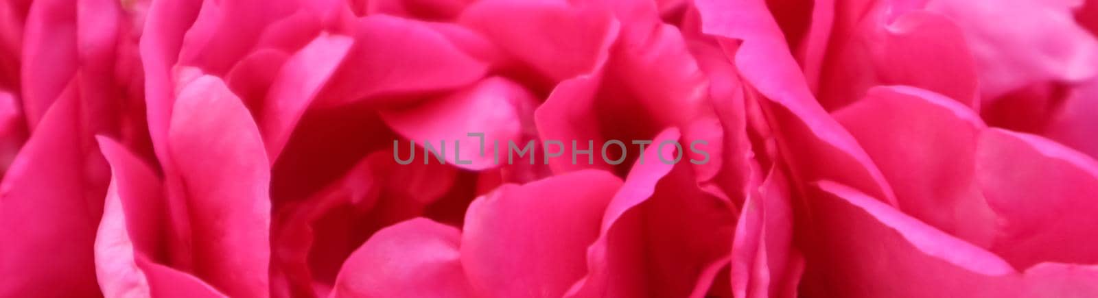 Soft focus, abstract floral background, pink rose flower. Macro flowers backdrop for holiday brand design by Olayola