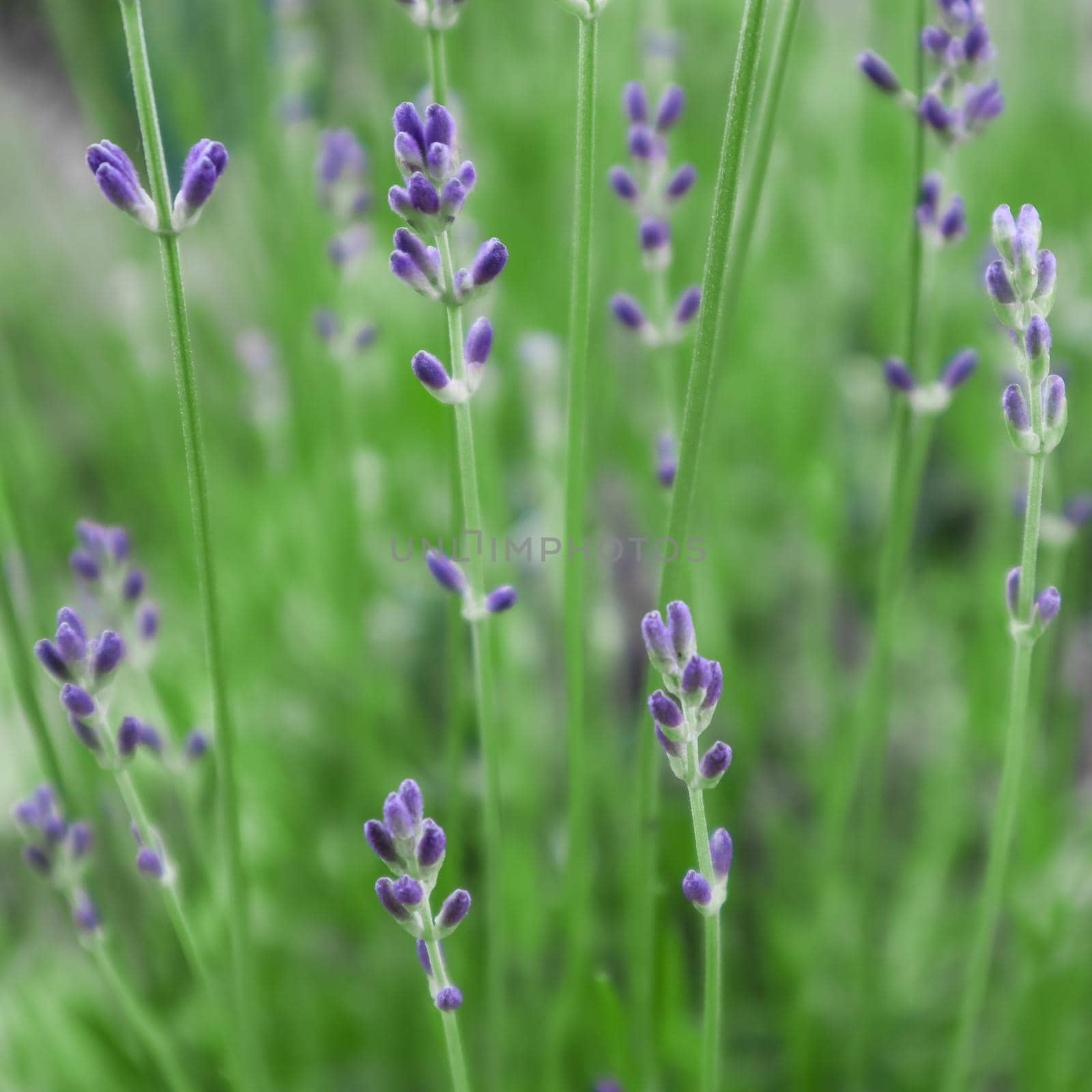 Soft focus on beautiful lavender flowers in summer garden by Olayola