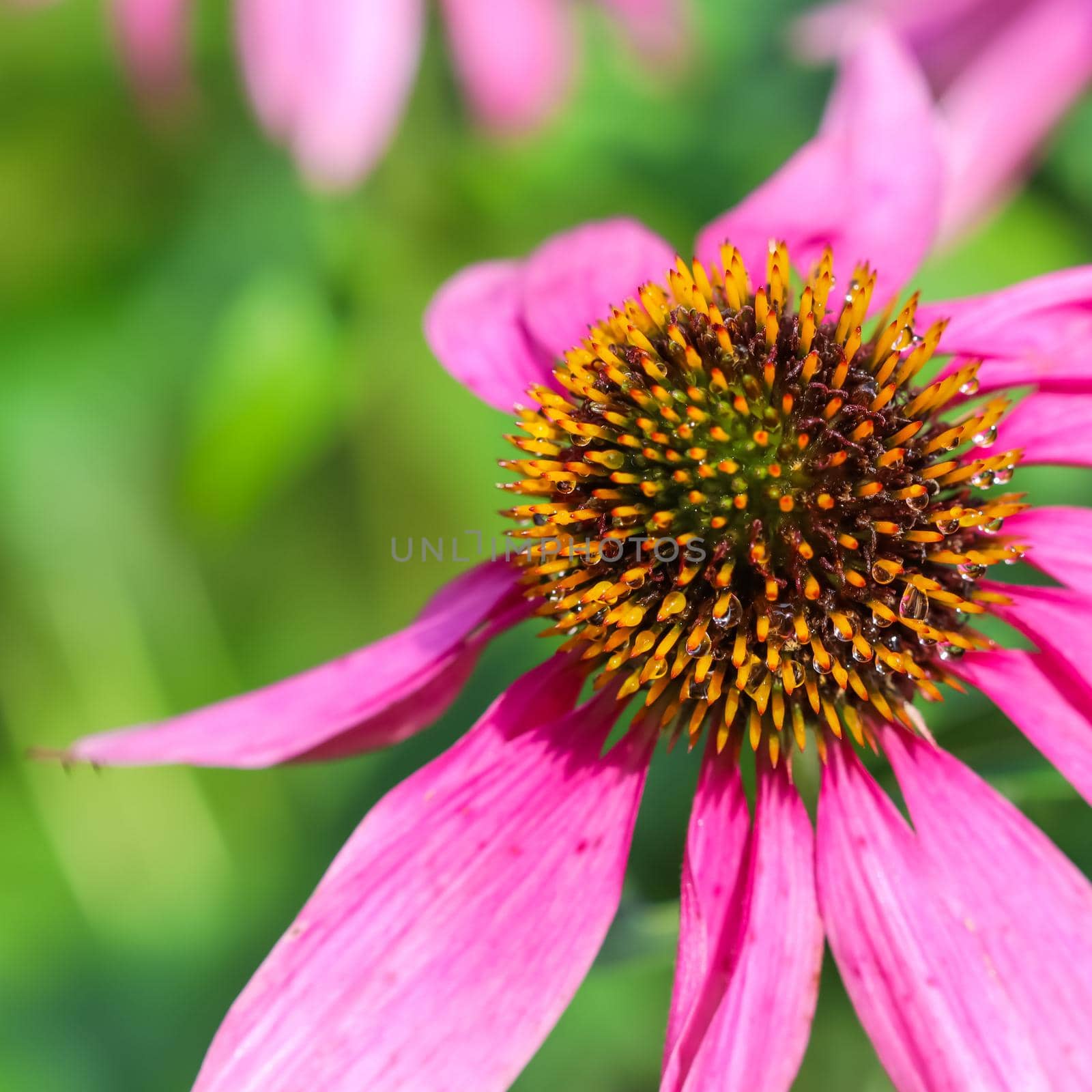 Echinacea purpurea, coneflower. Beautiful purple flowers with dew drops in the garden