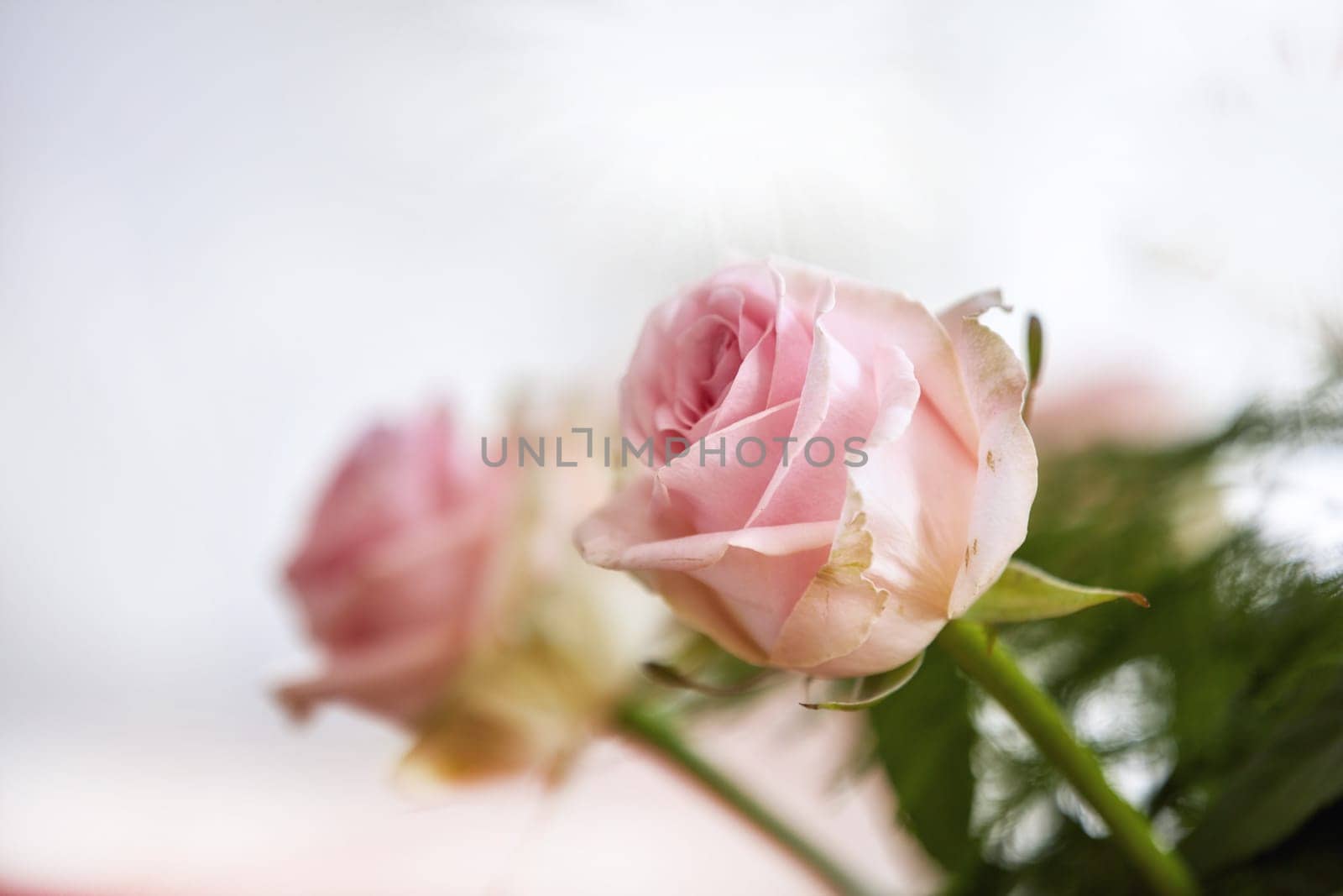 Closeup of bouquet of pink rose, nature and flowers with botany, gift and celebration with romance or friendship. Plant, botanical and love with symbol of affection, natural and floral with blossom by YuriArcurs