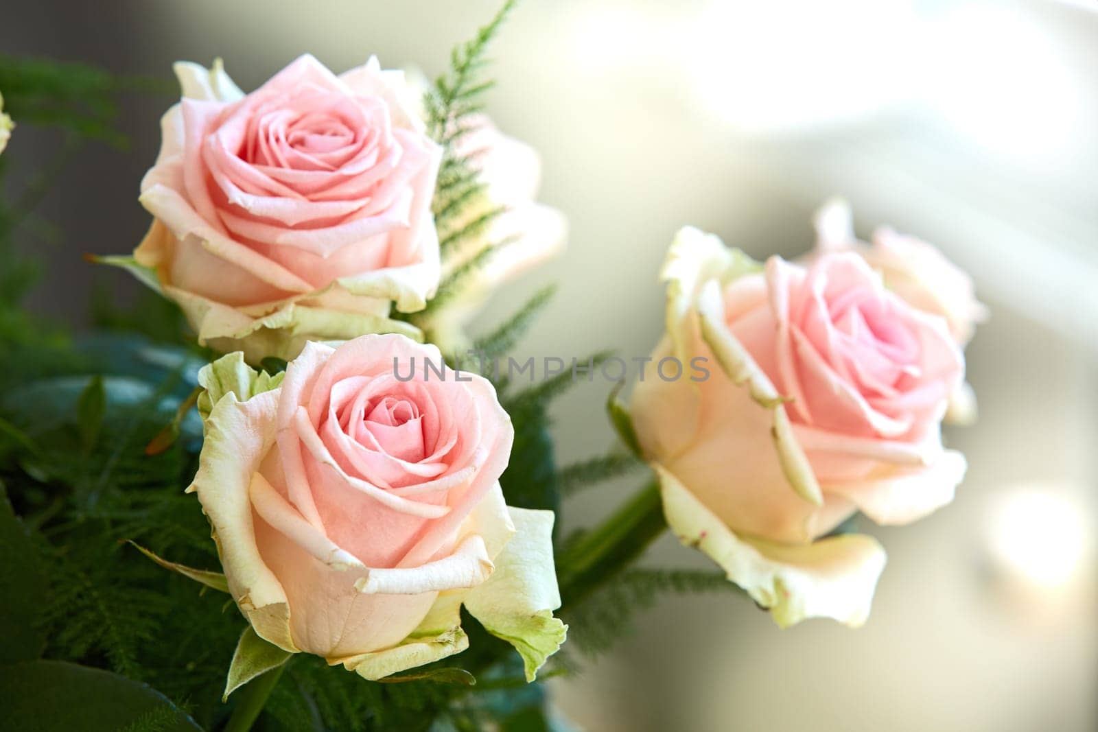 Closeup of bouquet of pink roses, nature and flowers with botany, gift and celebration with romance or friendship. Plant, botanical and love with symbol of affection, natural and floral with blossom by YuriArcurs