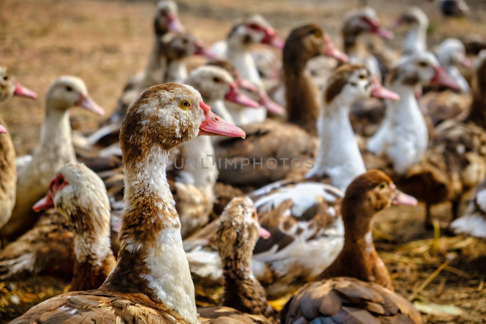group of ducks. brown and white ducks in farm. download photo