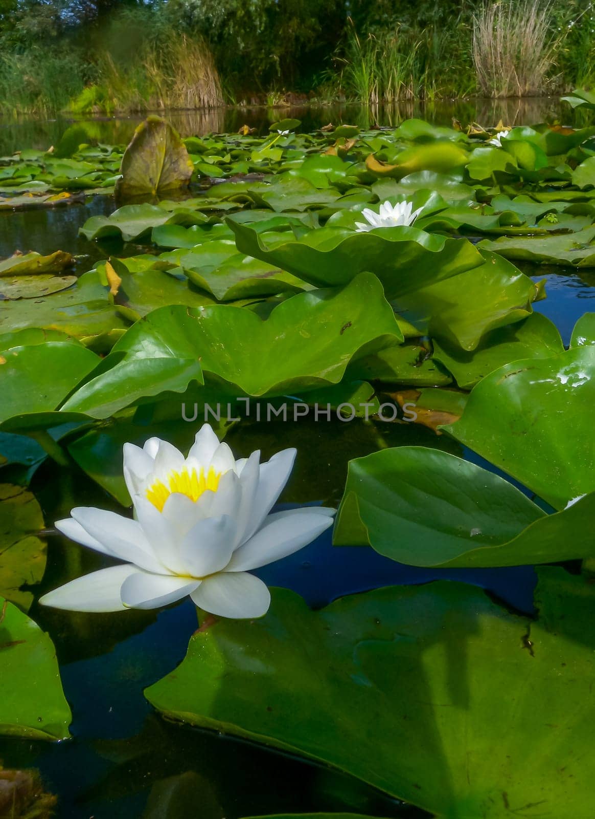 Beautiful white water lily (Nymphaea alba) flowers on the water surface in the lake Kugurluy, Ukraine by Hydrobiolog