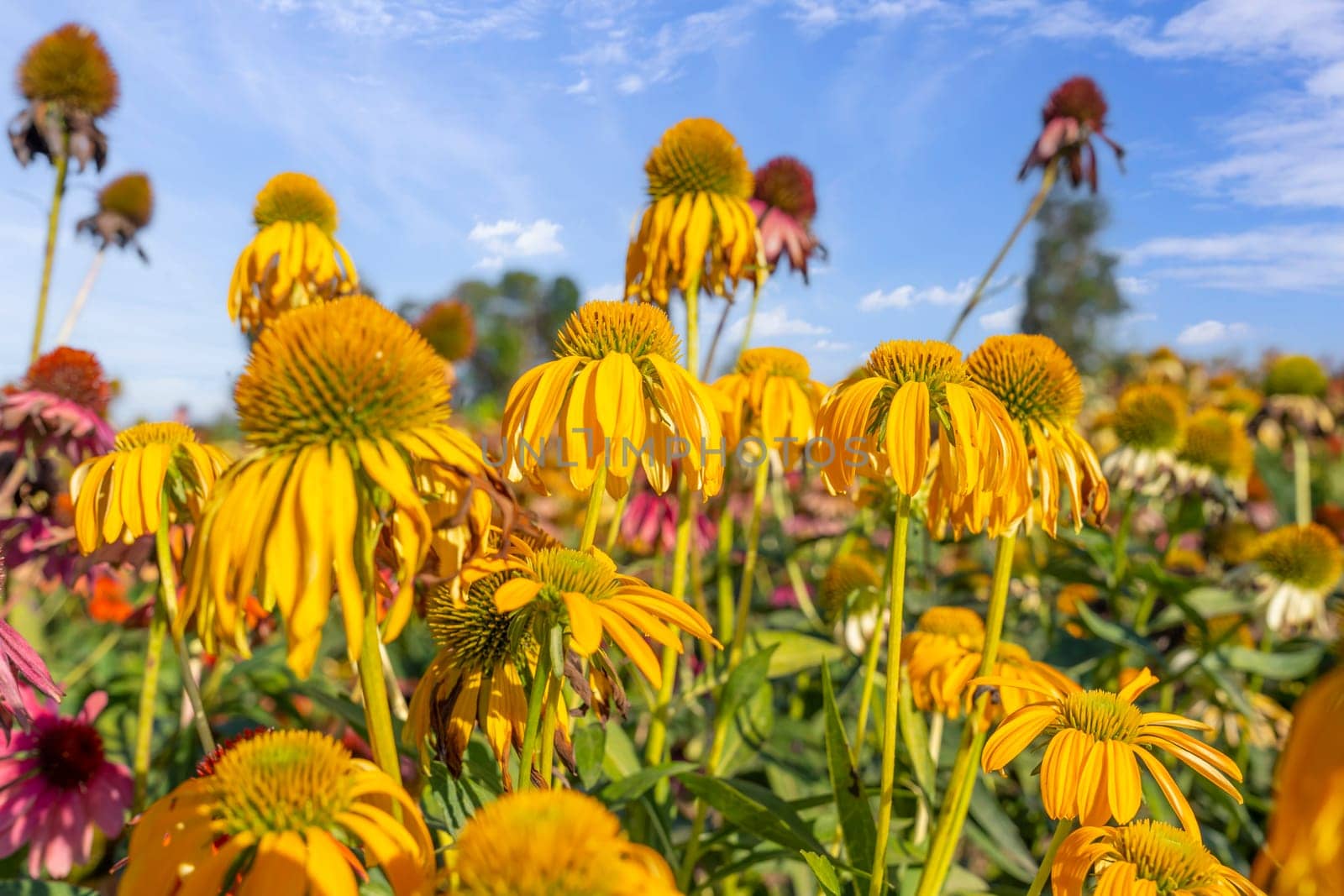 Yellow flowers of Echinacea purpurea 'Sombrero Yellow', in close up, in a natural outdoor setting. Cone flower.