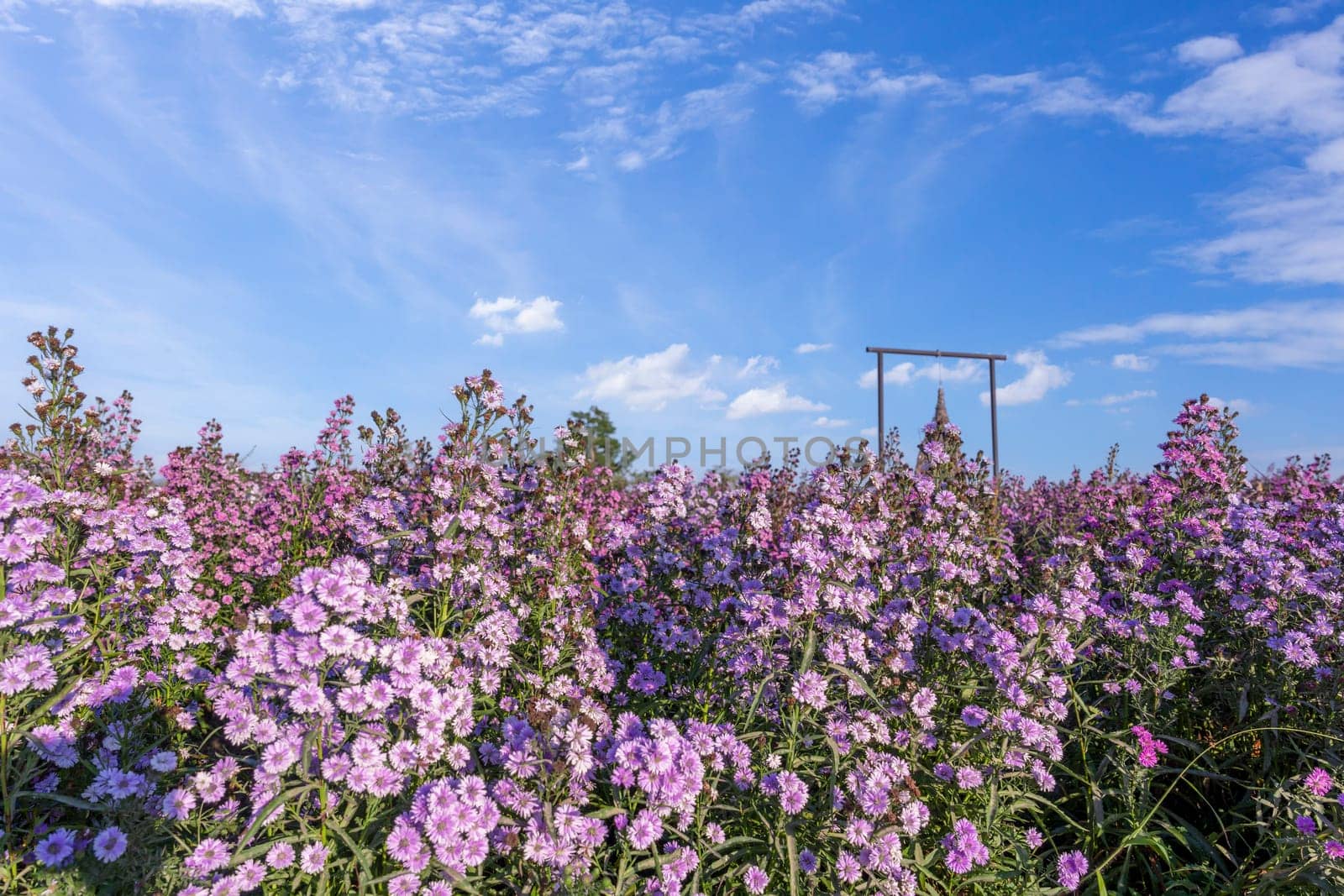 The Purple margaret flower blooming in the garden with blue sky. by Gamjai