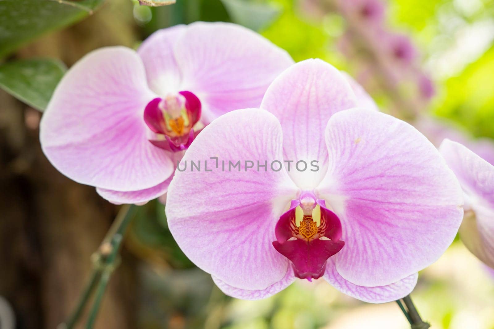 Big Pink streaked orchid flower in the garden. by Gamjai