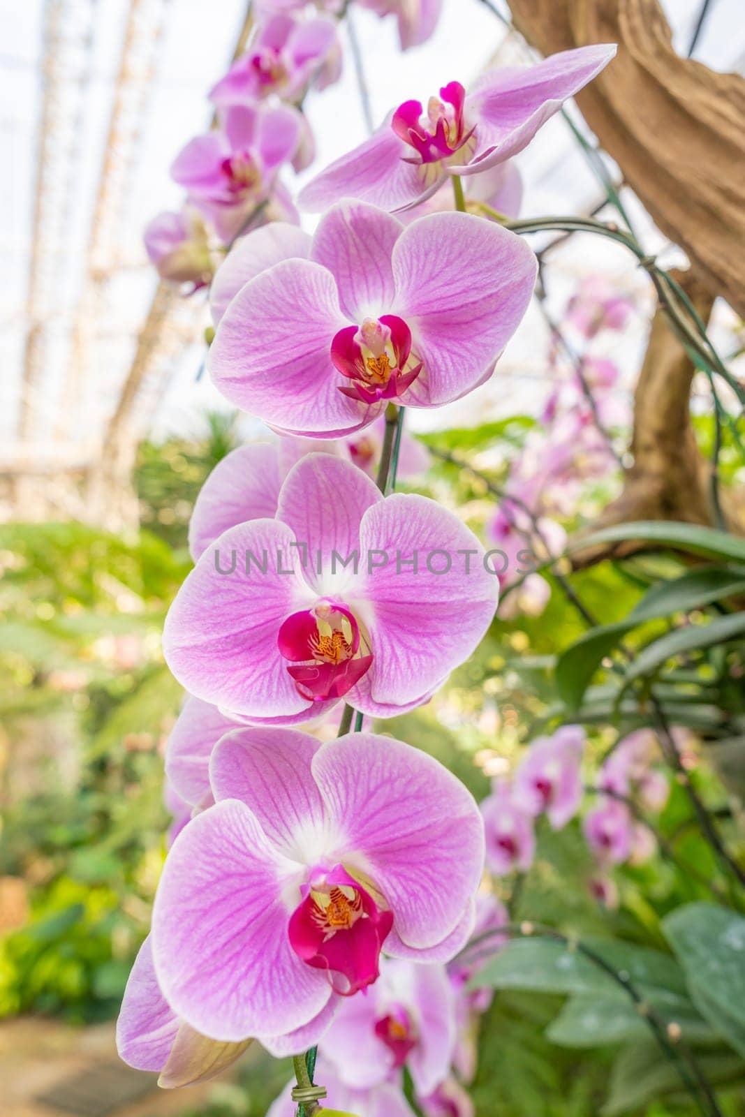 The large magenta and white colored Phalaenopsis orchids in garden.