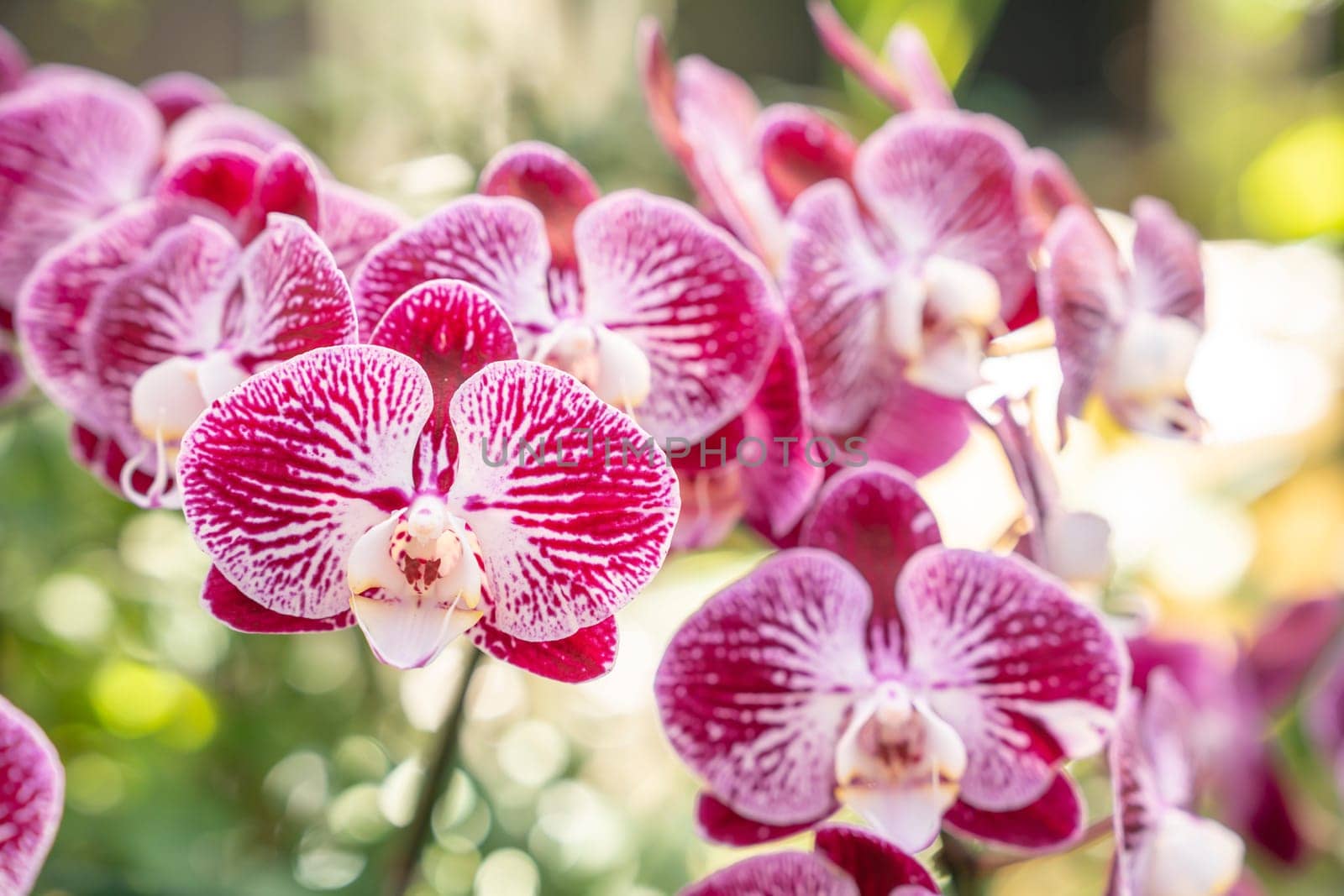 Close-up of orchid flower in garden at winter or spring day, Phalaenopsis orchid.