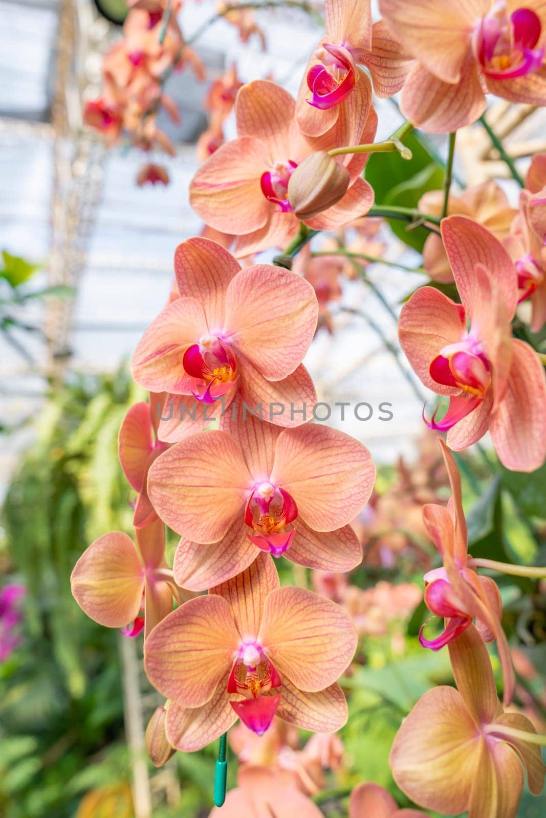Close up the orchids bouquet with natural background, beautiful blooming orchid flower in the garden. by Gamjai
