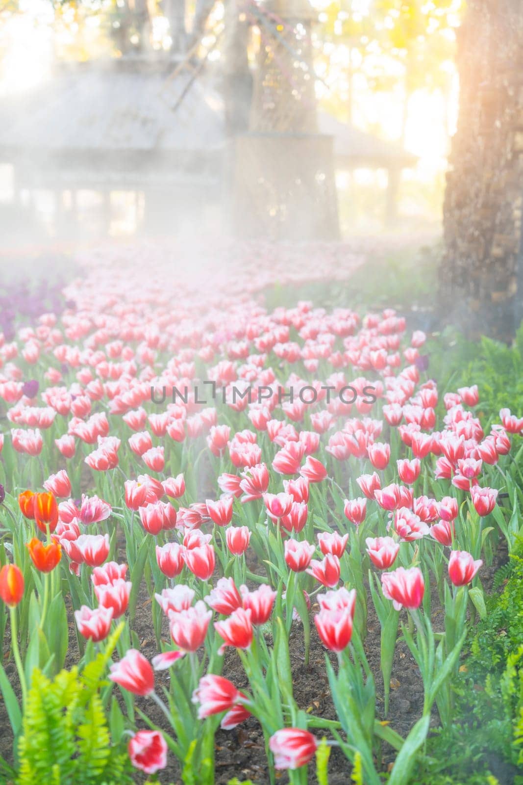 Beautiful tulip in the garden with sunlight, north Thailand.