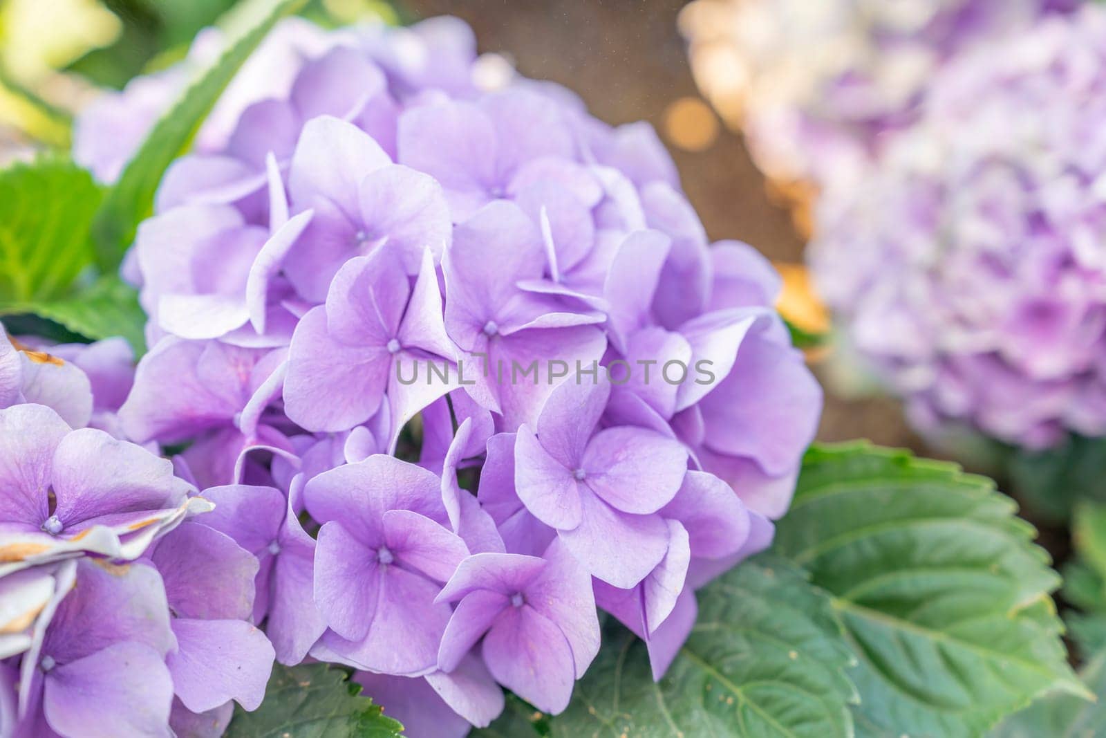 Blooming lilac and light blue hydrangea flowers. Close up photo of beautiful flowers in garden.