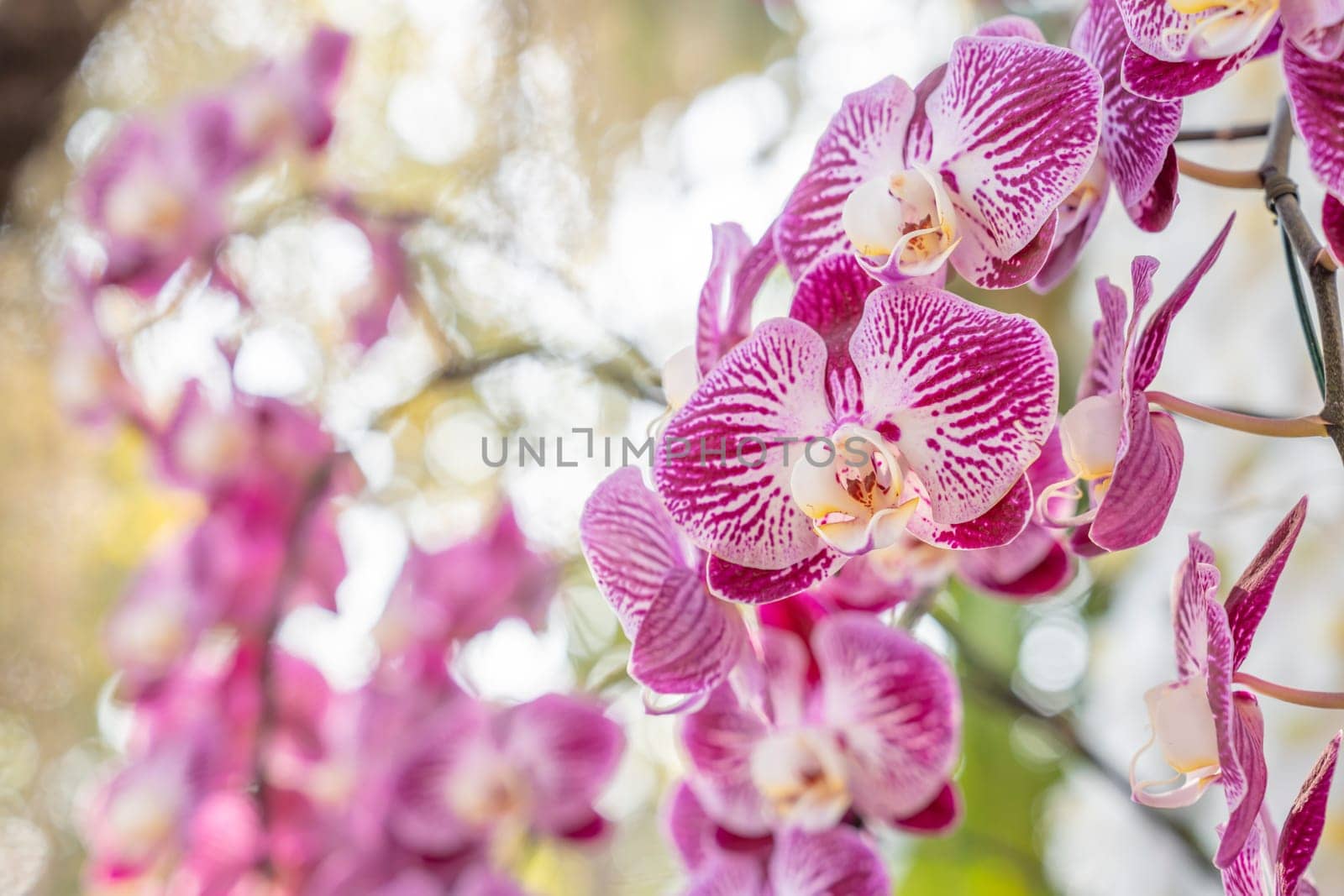 The Beautiful Phalaenopsis Orchid flower blooming in garden floral background by Gamjai