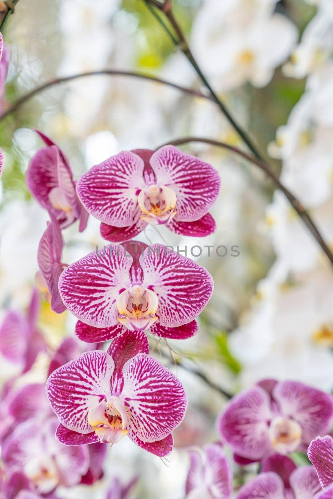 The pink and white moon orchids. Also known as a moth orchid. Botanical name: Phalaenopsis Aphrodite by Gamjai