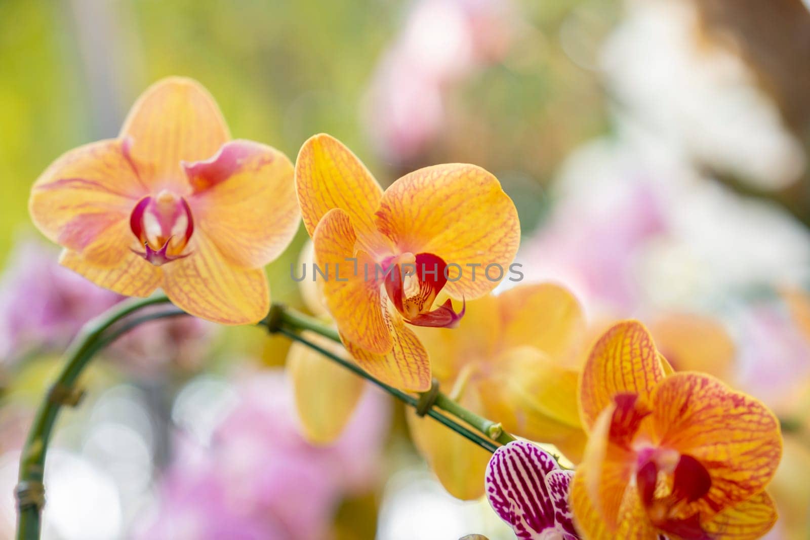 The Yellow colour Phalaenopsis orchid in garden. by Gamjai