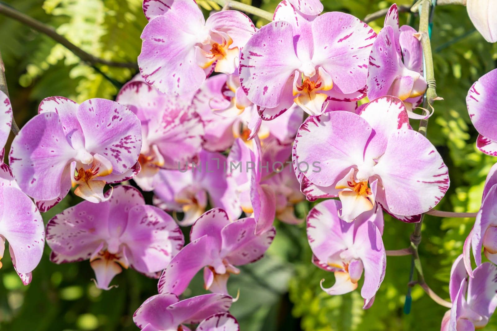 Pink Phalaenopsis is one of the most popular orchids in the garden. by Gamjai