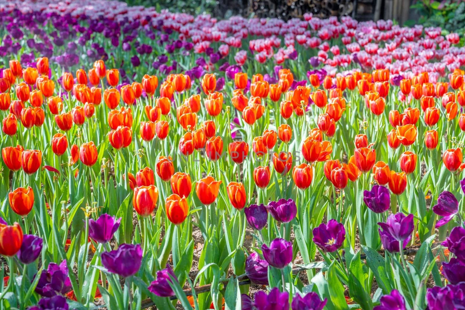 Garden field with tulips of various bright rainbow color petals, beautiful bouquet of colors in daylight in ornamental garden