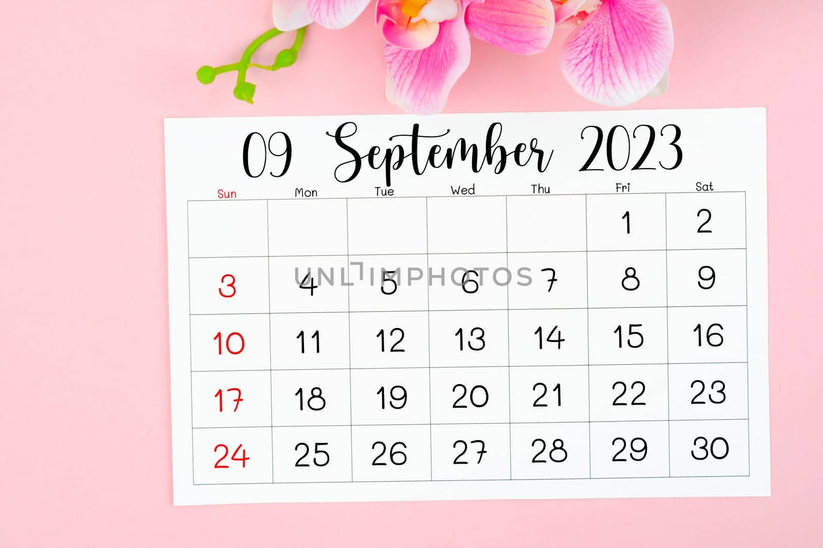 September 2023 calendar page and pink orchid on pink background.