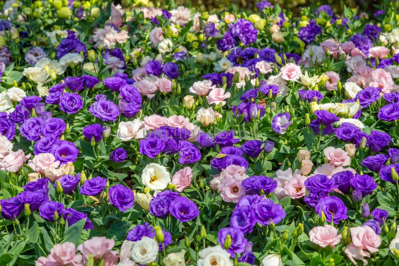 The Lisianthus flowers or Eustoma plants blossom in flower garden. by Gamjai