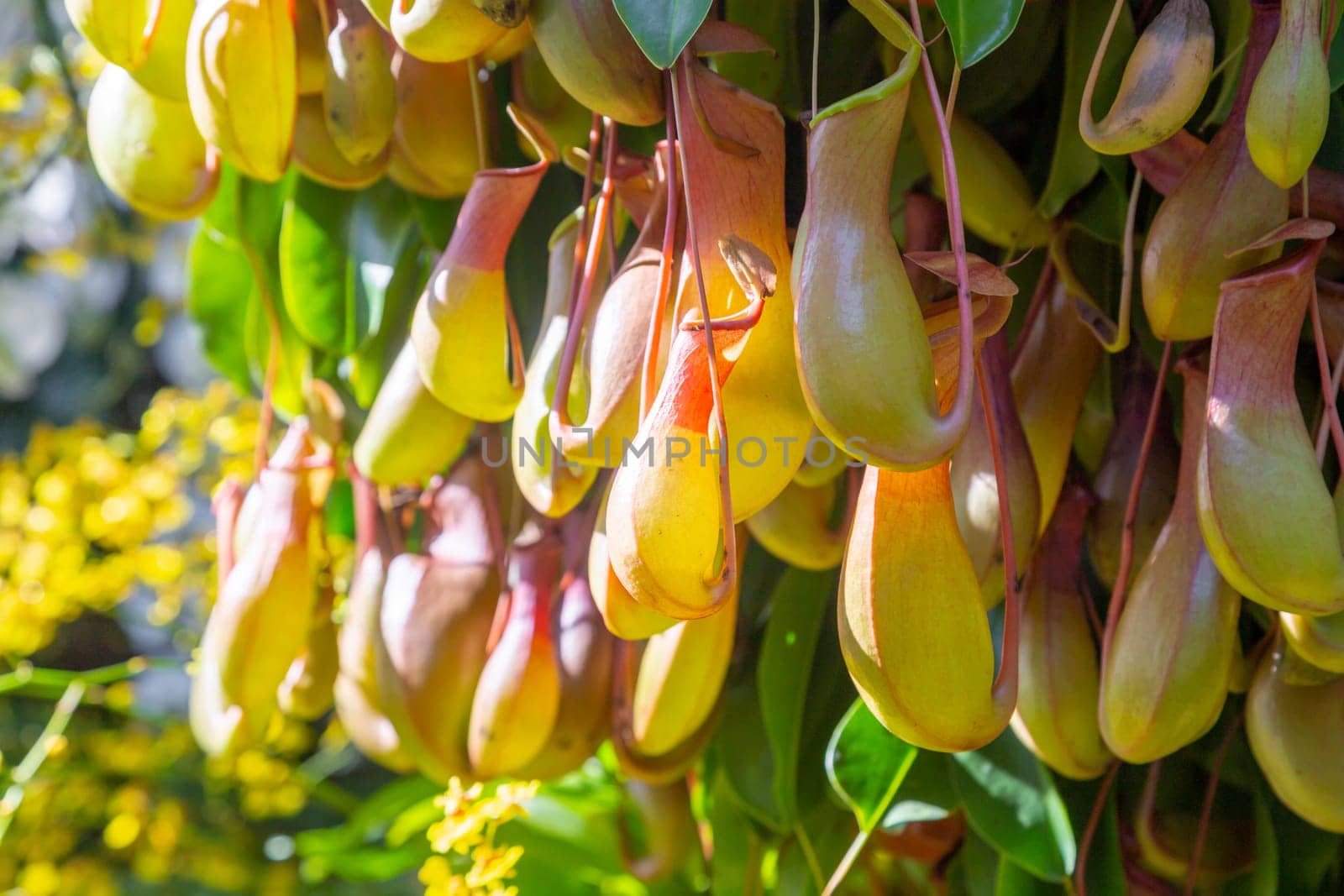 The Leaves and pitcher of Nepenthes. Tropical carnivorous predatory plant close-up. Natural background with exotic plants. by Gamjai