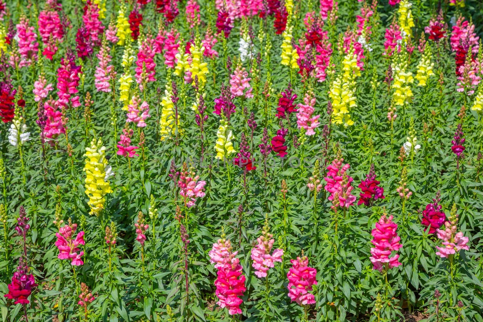 Colorful of snapdragon flowers in a garden. by Gamjai