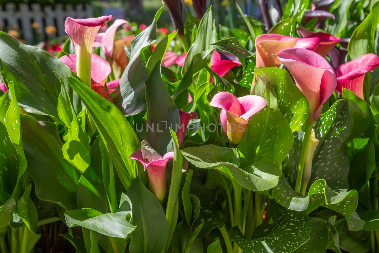 Pink fresh calla lilly flowers on nature background