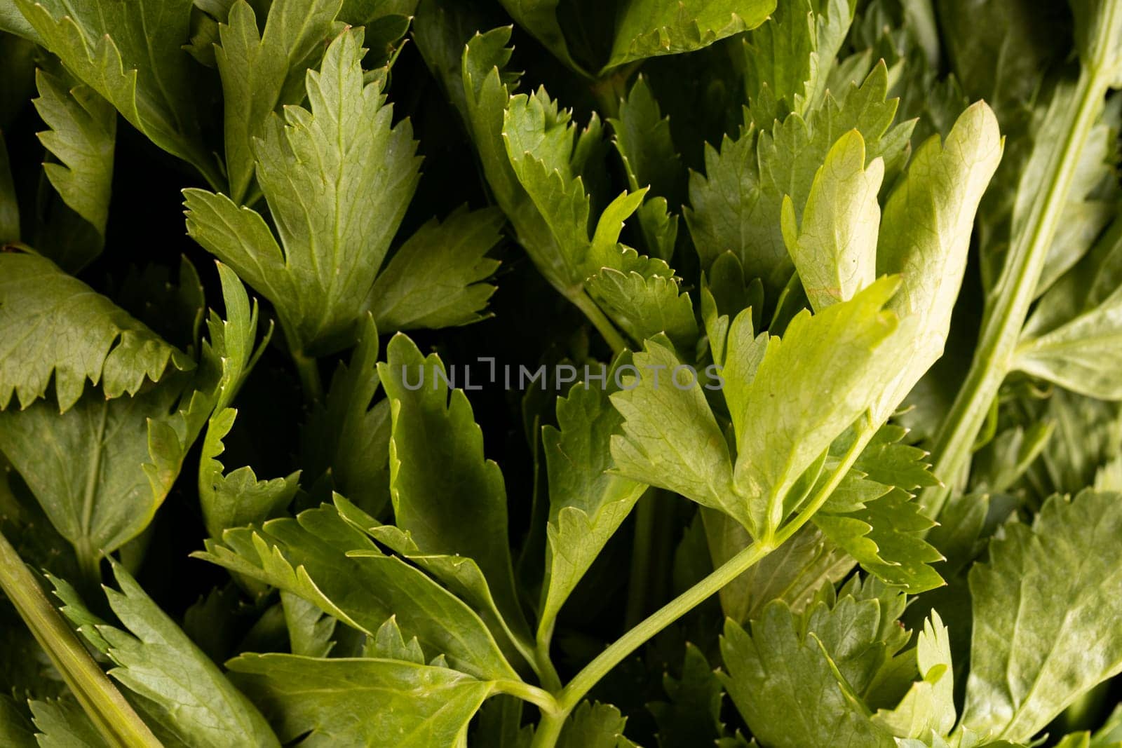 Full frame shot of fresh green parsley by Wavebreakmedia