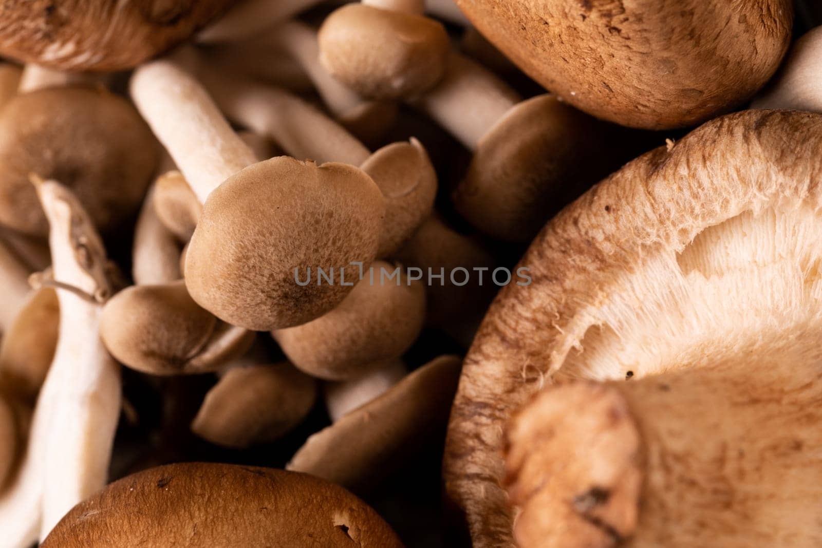 Full frame shot of fresh brown mushrooms. unaltered, fungus, healthy food, raw food and organic concept.