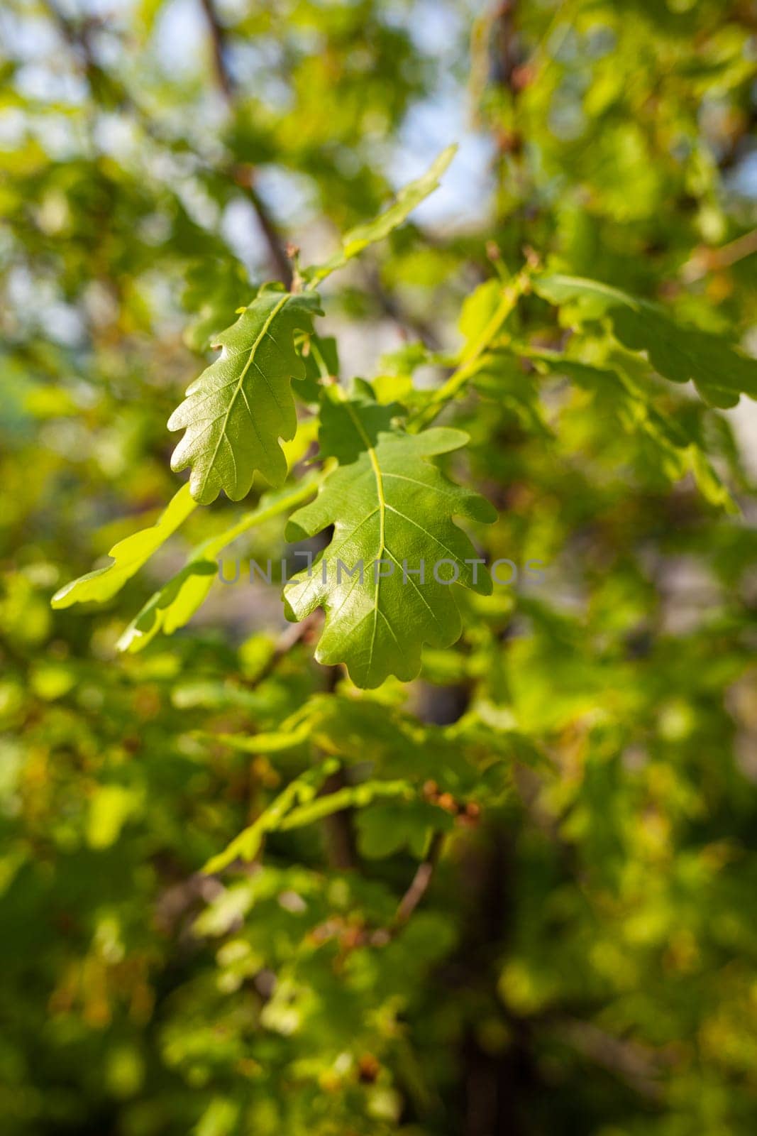 Green fresh oak leaves. Fresh foliage on trees at sunset against a spring background.