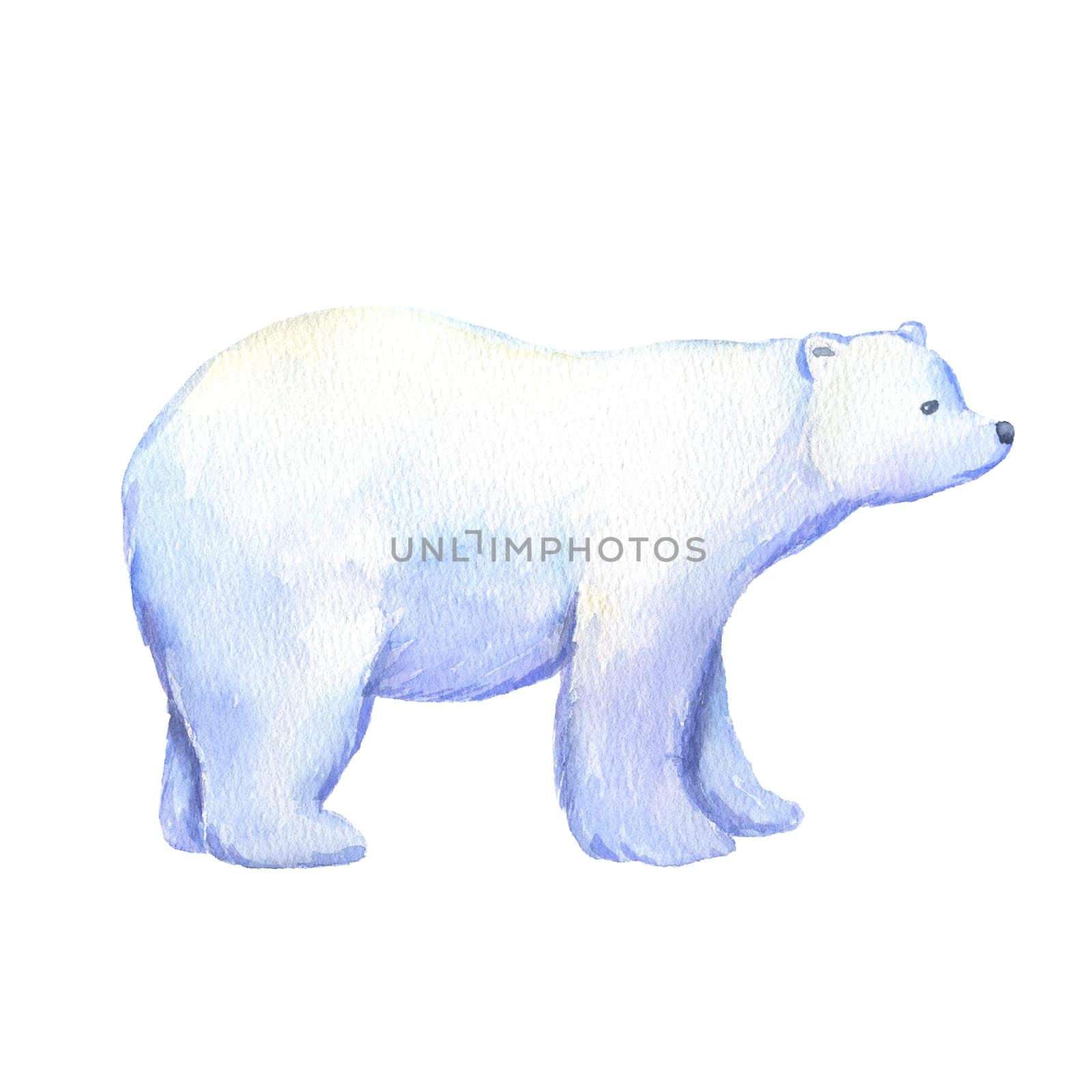 Adult polar bear. Watercolor hand drawn illustration isolated on white. North animal.