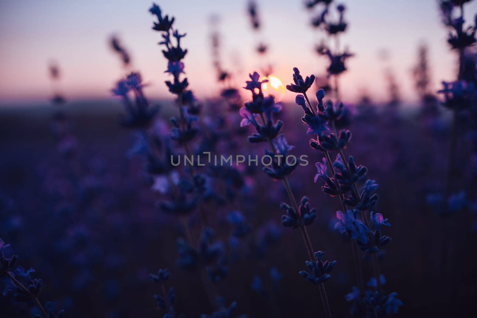 Lavender flower blooming scented fields in endless rows. Selective focus on Bushes of lavender purple aromatic flowers at lavender field. Abstract blur for background.