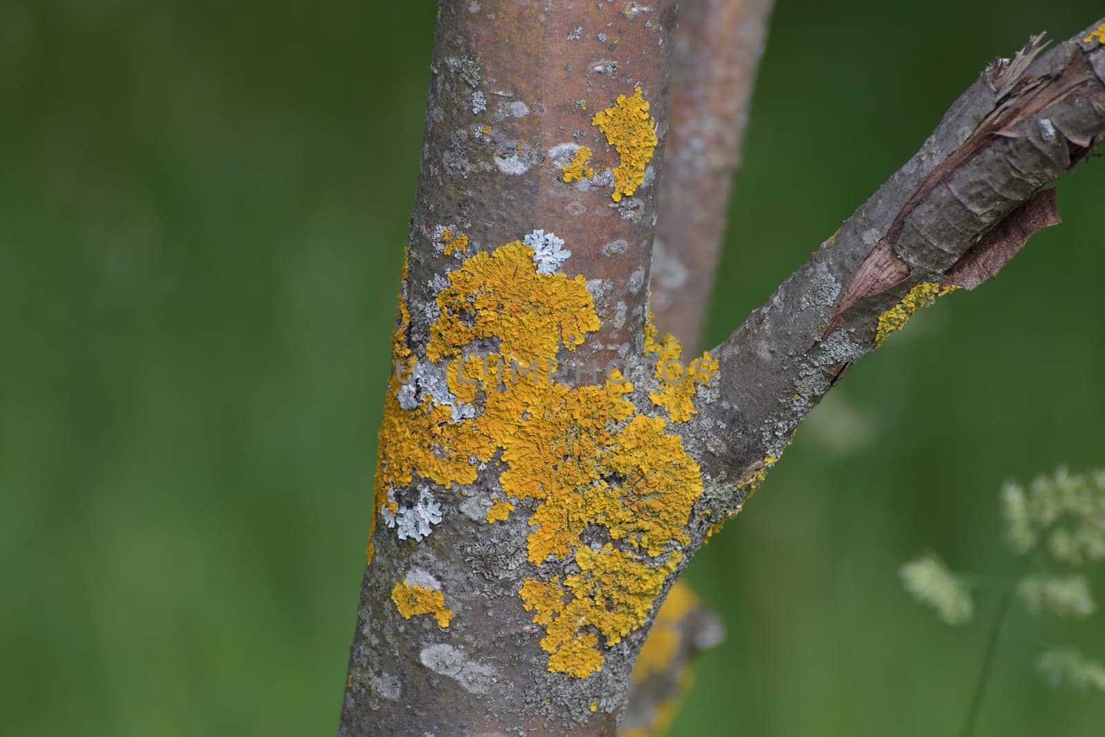 Tree trunk infected with fungi of Teloschistaceae family