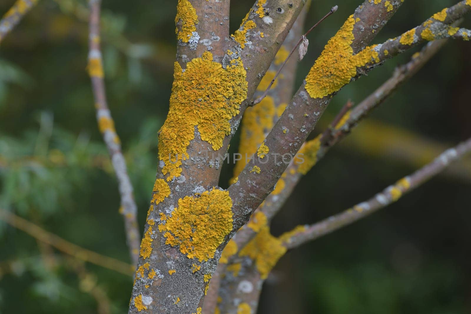 Tree trunk infected with fungi of the Teloschistaceae family by olgavolodina